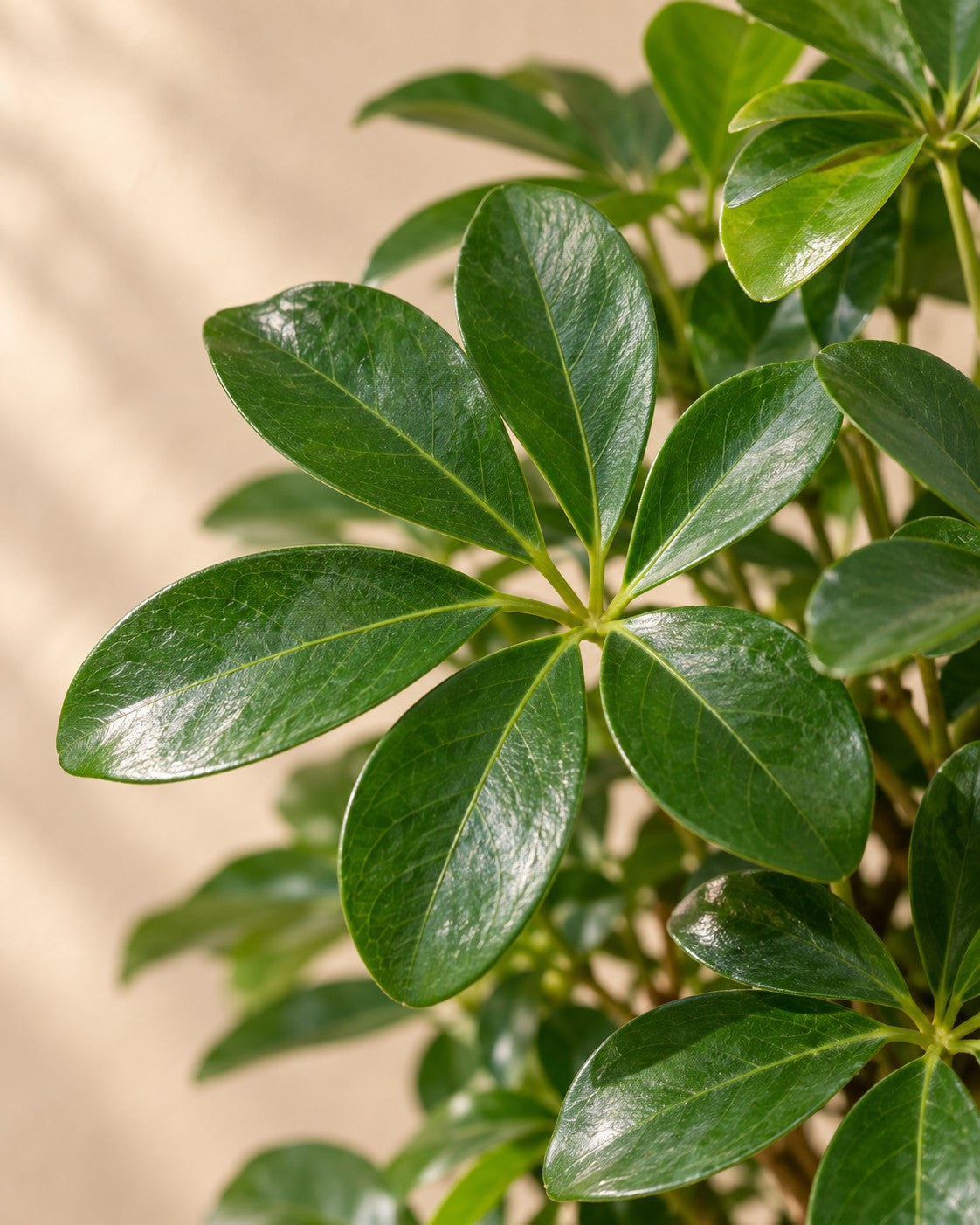 Close-up van het blad van de Vingerplant (Schefflera sp.)