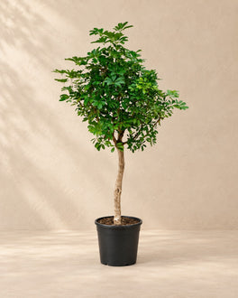 200 cm