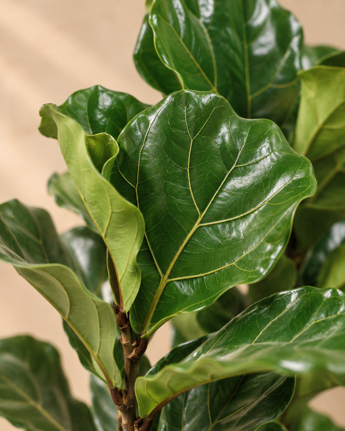 Close-up van het blad van de Vioolblad ficus (Ficus lyrata)