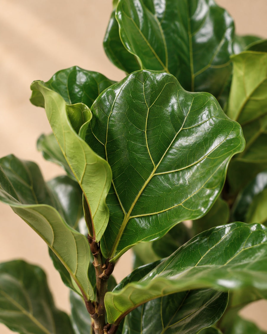 Vioolblad ficus (Ficus lyrata) 100 cm hoog, pot ø27 cm