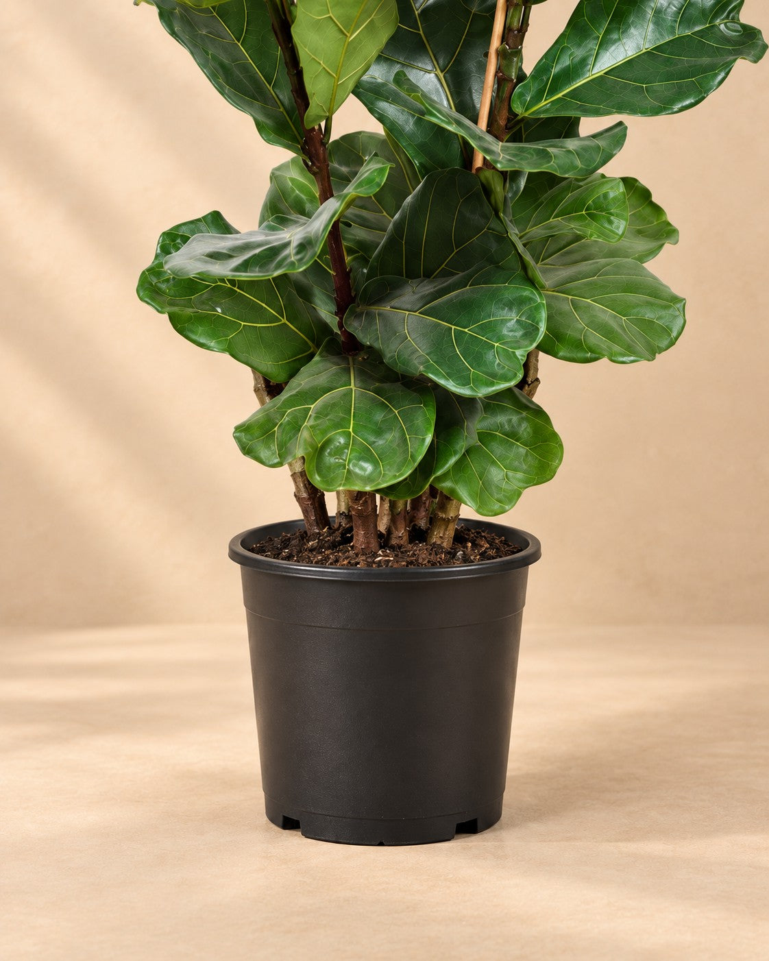 Onderste deel van de Vioolblad ficus (Ficus lyrata) met de kweekpot