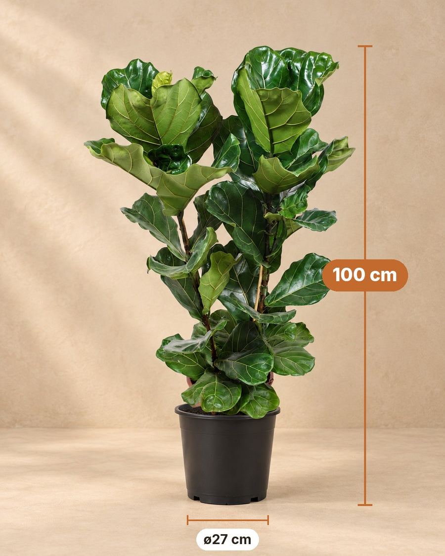 Vioolblad ficus (Ficus lyrata) 100 cm hoog, pot ø27 cm