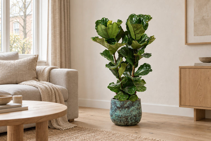Vioolblad ficus (Ficus lyrata) 100 cm hoog, pot ø27 cm