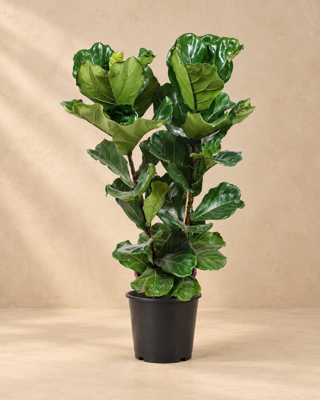 Vioolblad ficus (Ficus lyrata) van 100 cm hoog in kweekpot van 27 cm