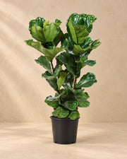 Vioolblad ficus (Ficus lyrata) van 100 cm hoog in kweekpot van 27 cm