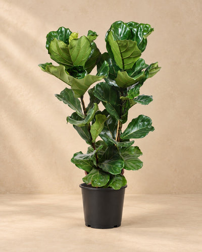 Vioolblad ficus (Ficus lyrata) van 100 cm hoog in kweekpot van 27 cm