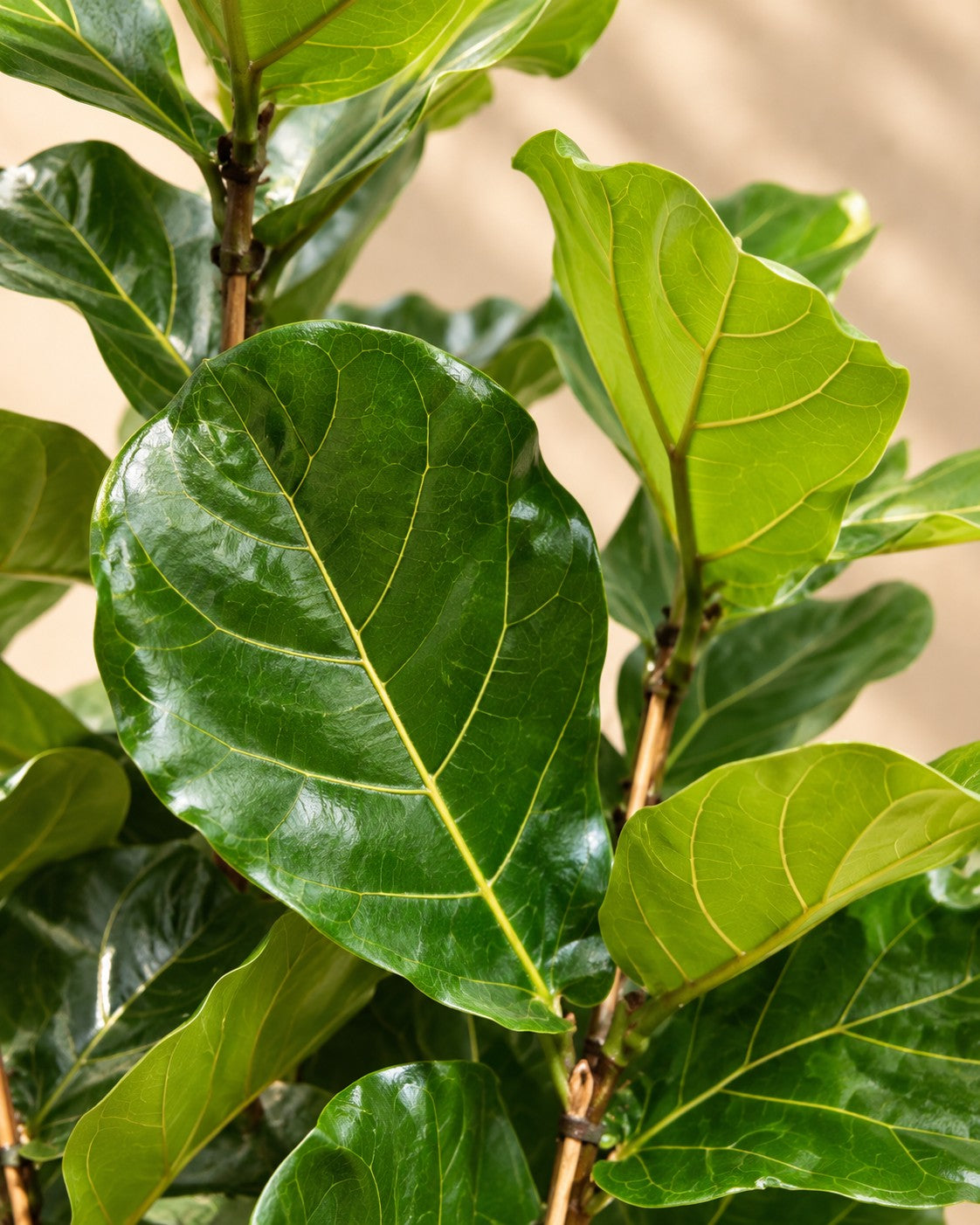 Närbild på bladen hos Fiolfikus (Ficus lyrata)