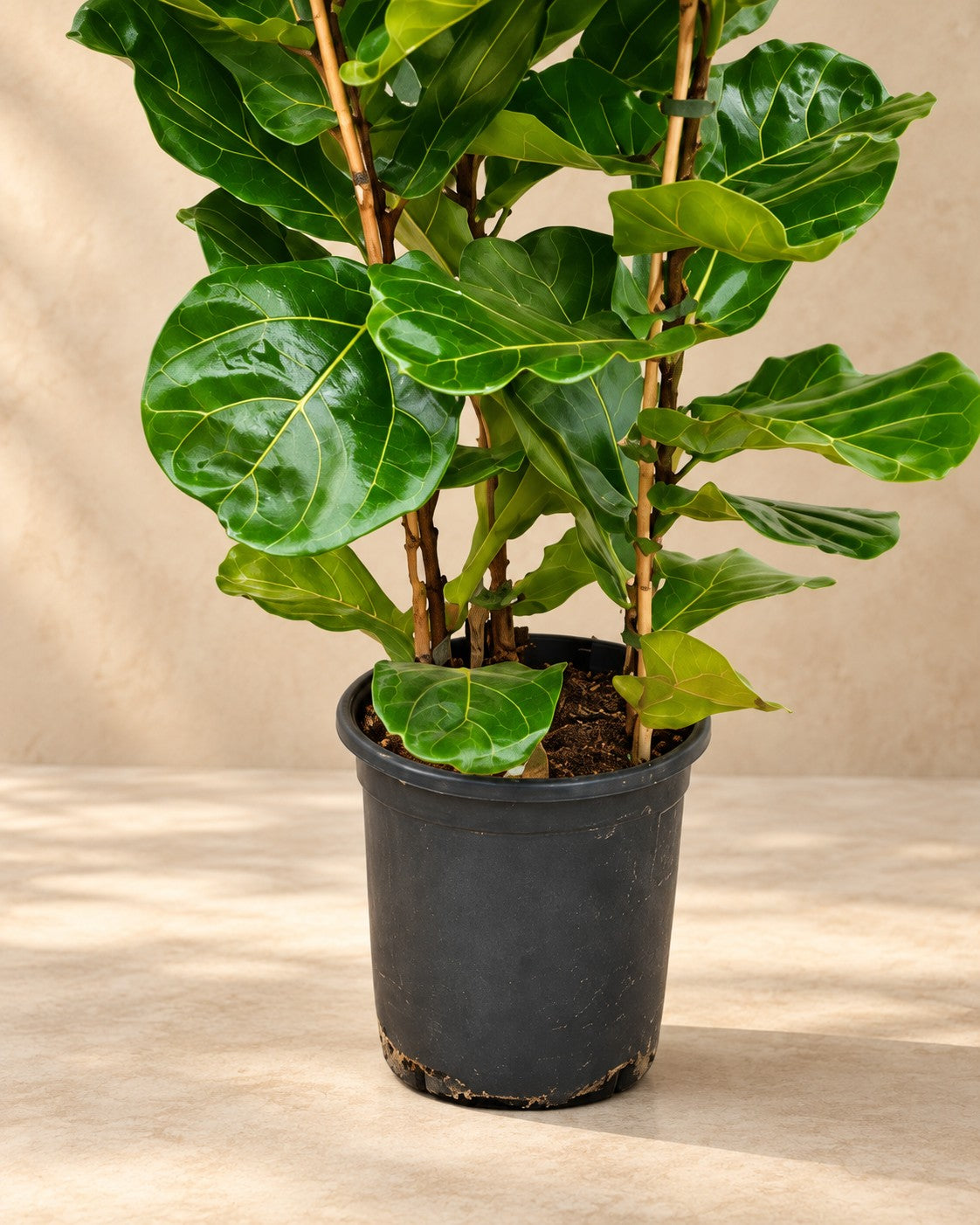 Partie basse de Figuier lyre (Ficus lyrata) avec son pot de culture