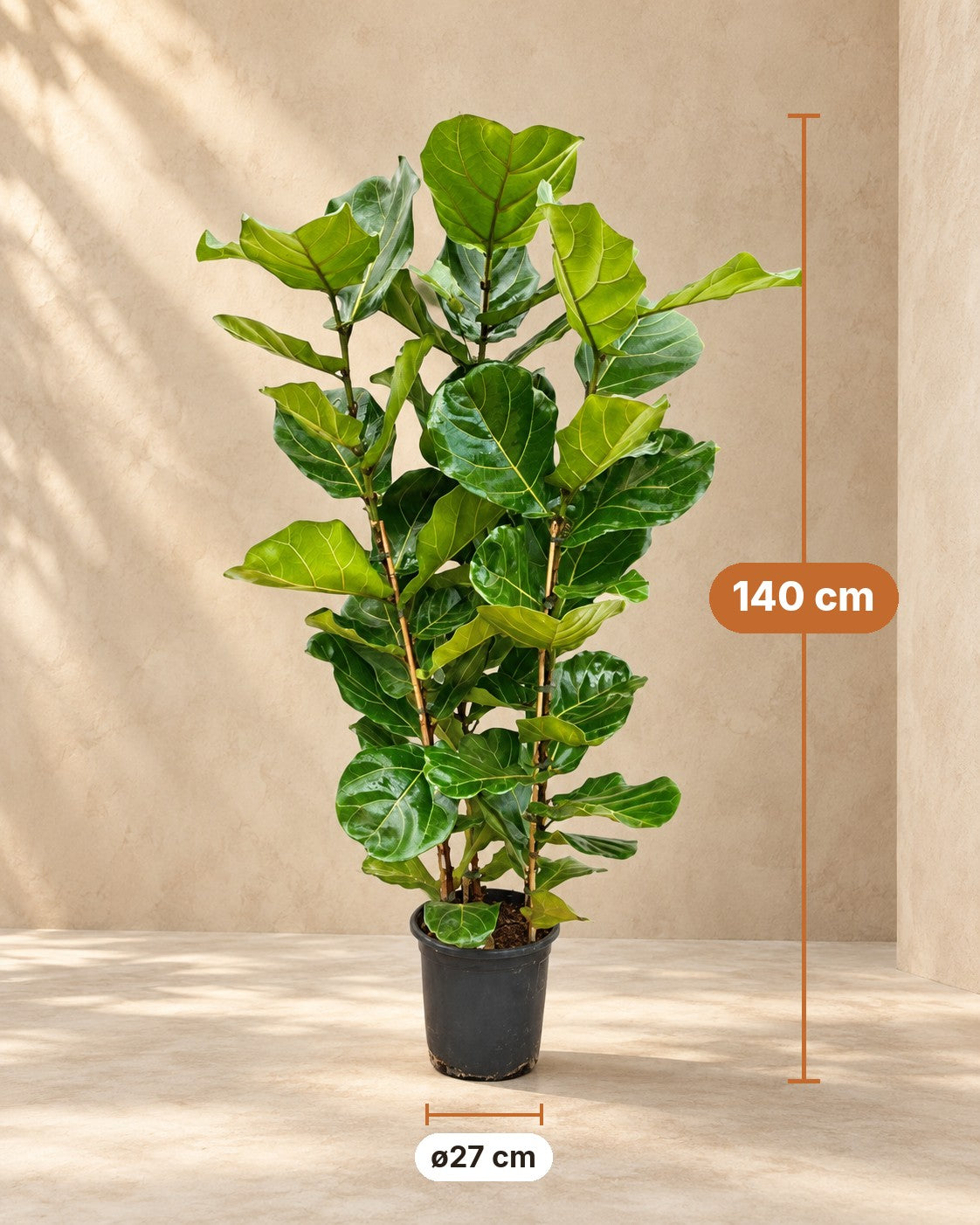 Dimensions Figuier lyre : 140 cm de haut, pot ø27 cm