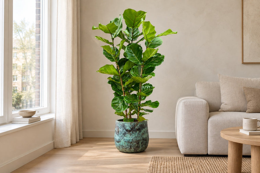 Figuier lyre (Ficus lyrata) 140 cm de haut, pot ø27 cm