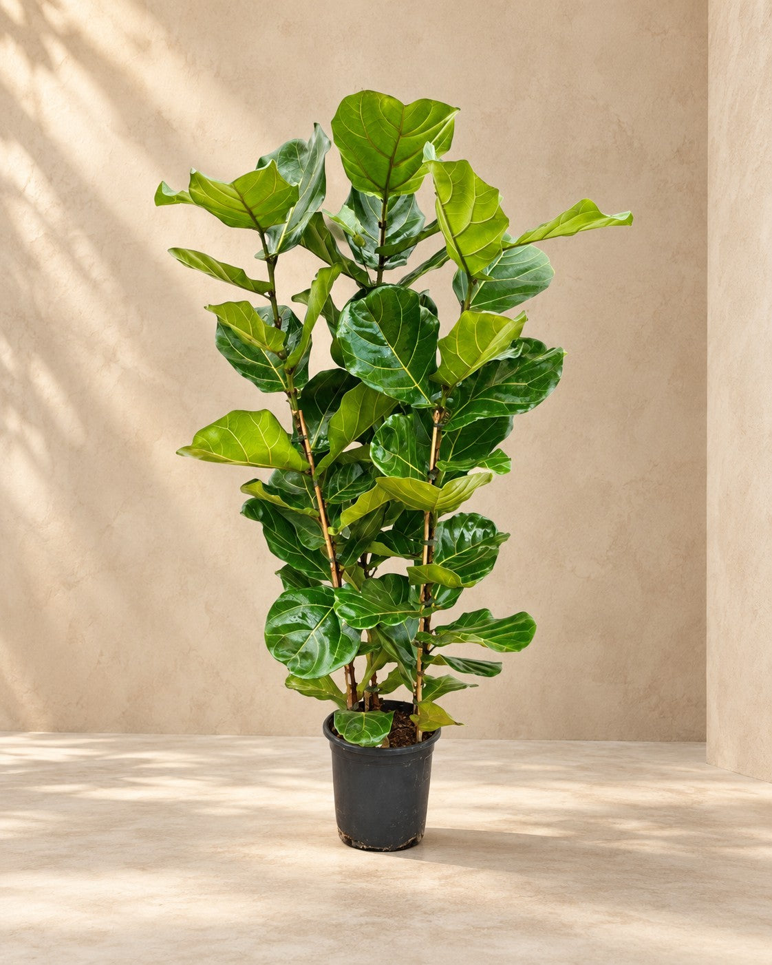 Fiolfikus (Ficus lyrata), 140 cm hög i en 27 cm odlingskruka