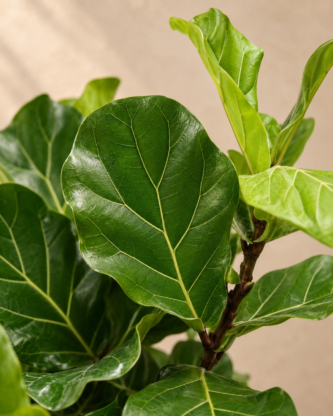 Närbild på bladen hos Fiolfikus (Ficus lyrata)