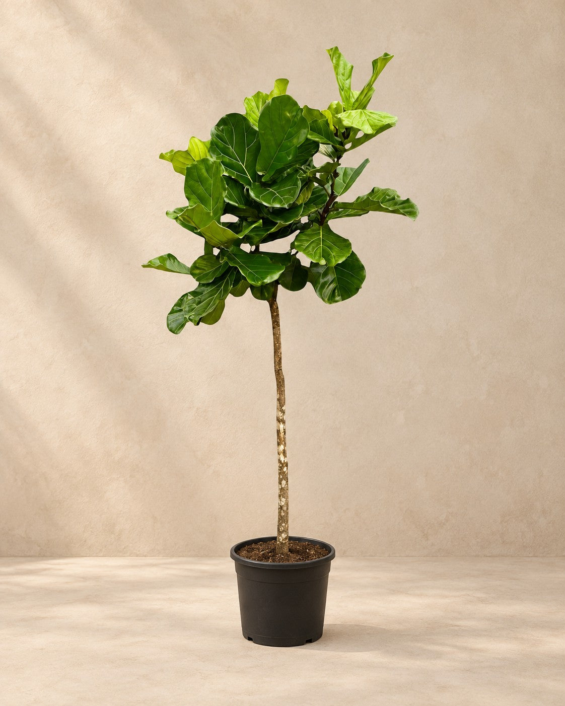 Fiolfikus (Ficus lyrata), 210 cm hög i en 40 cm odlingskruka