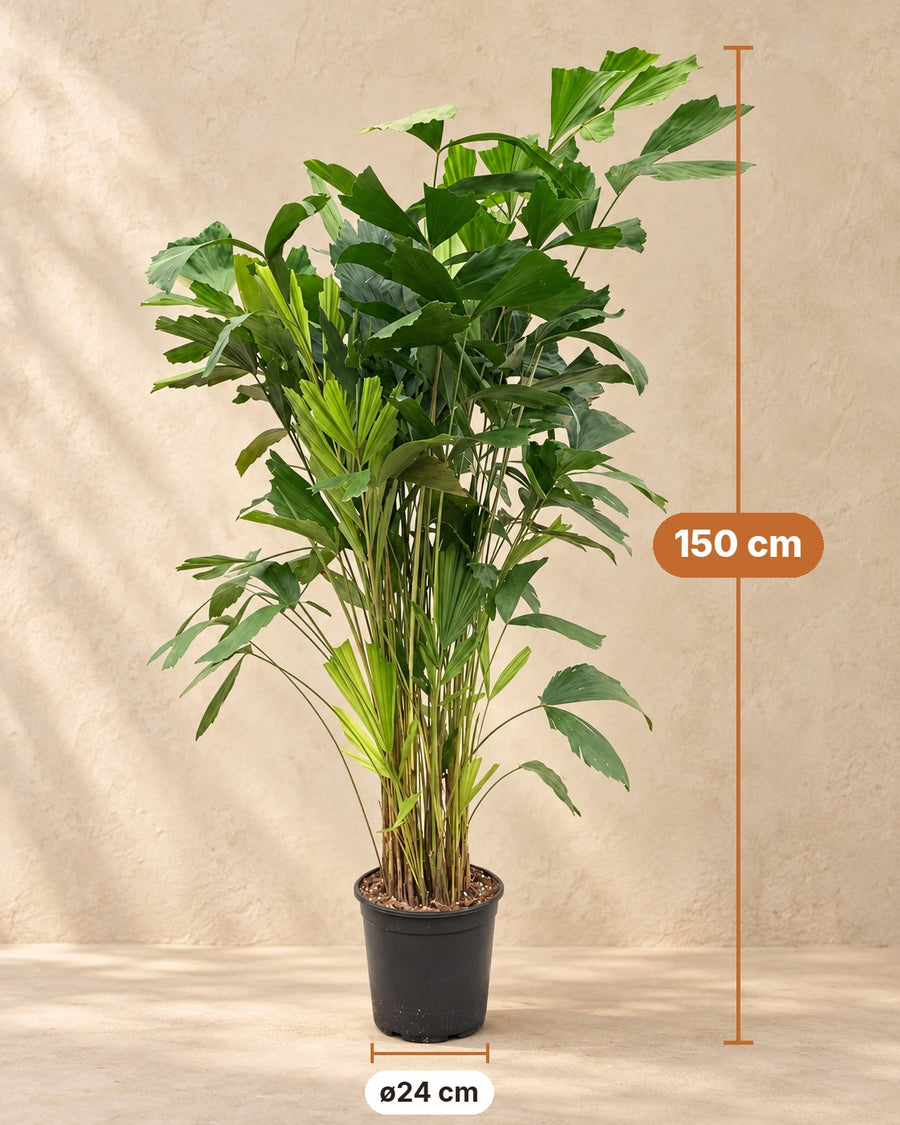 Fischschwanzpalme (Caryota mitis) 150 cm hoch, Topf ø24 cm