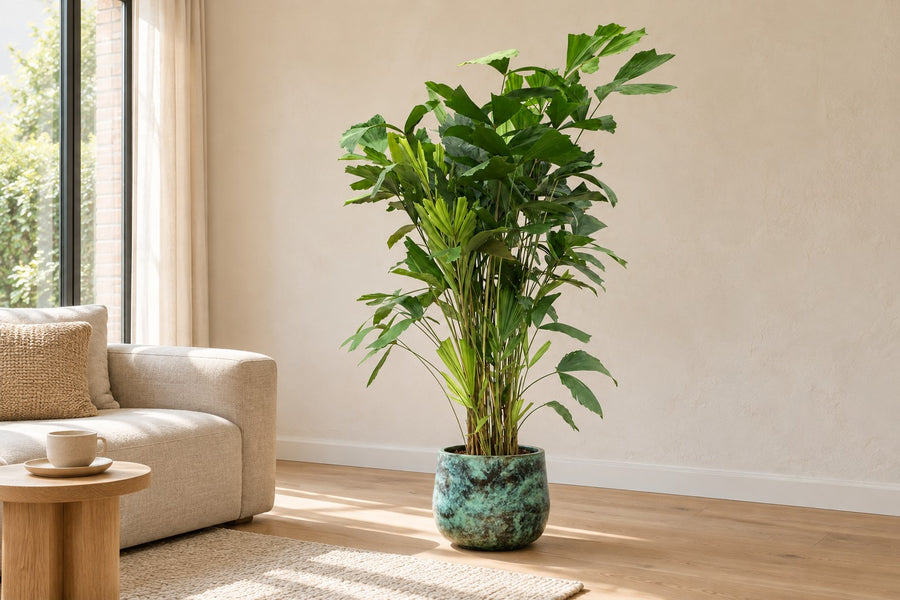 Fischschwanzpalme (Caryota mitis) 150 cm hoch, Topf ø24 cm