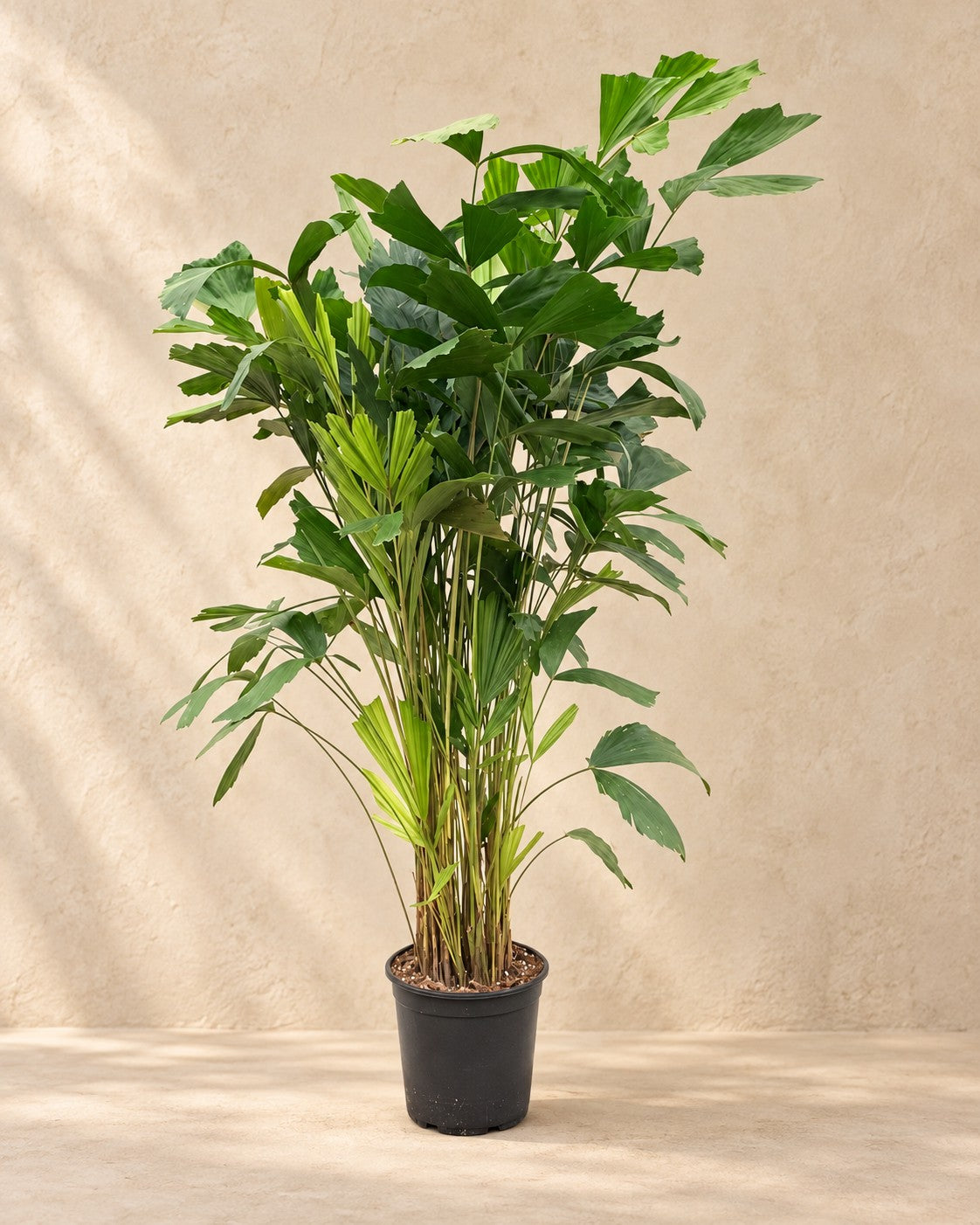 Vissenstaartpalm (Caryota mitis) van 150 cm hoog in kweekpot van 24 cm