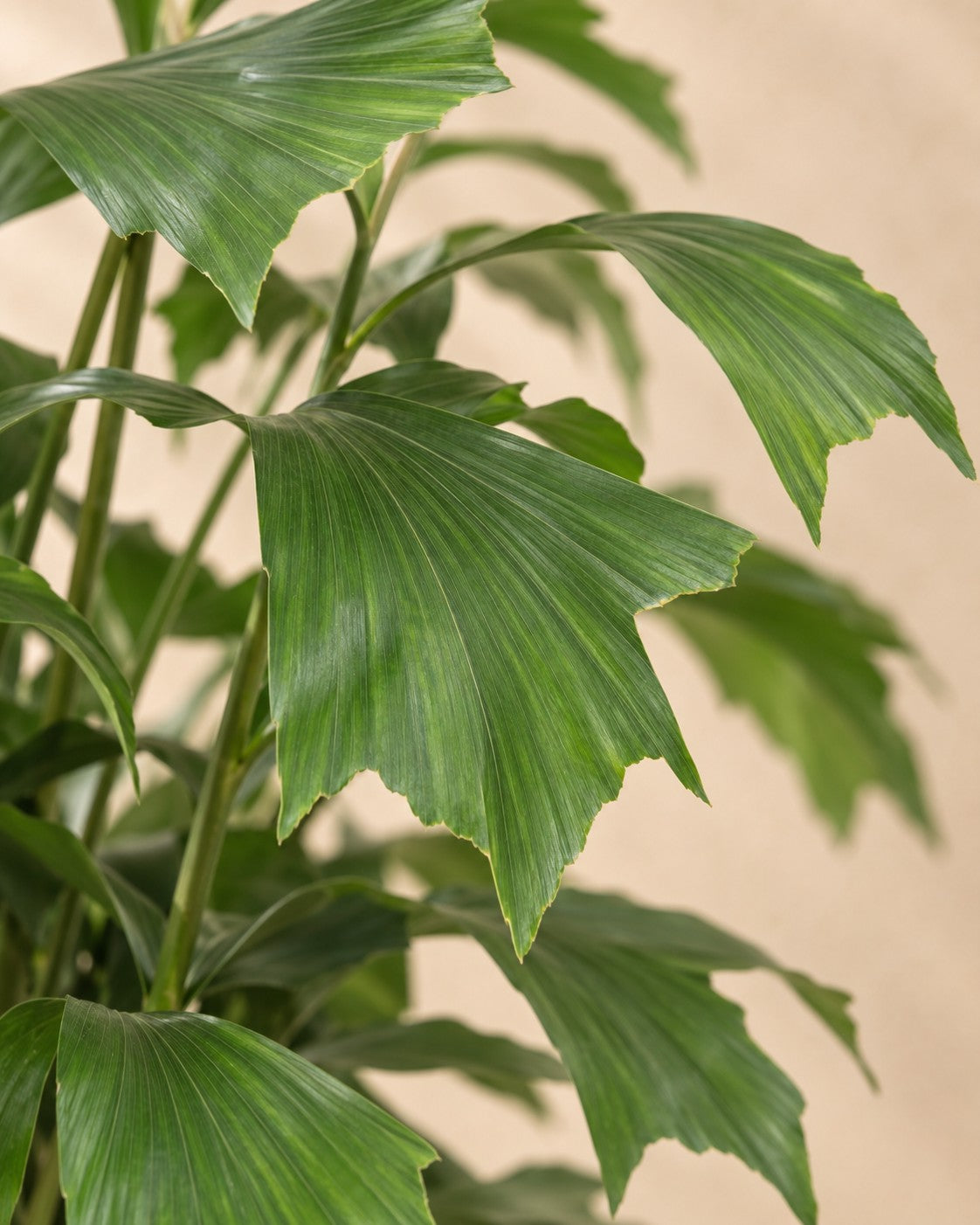 Close-up van het blad van de Vissestaartpalm (Caryota mitis)