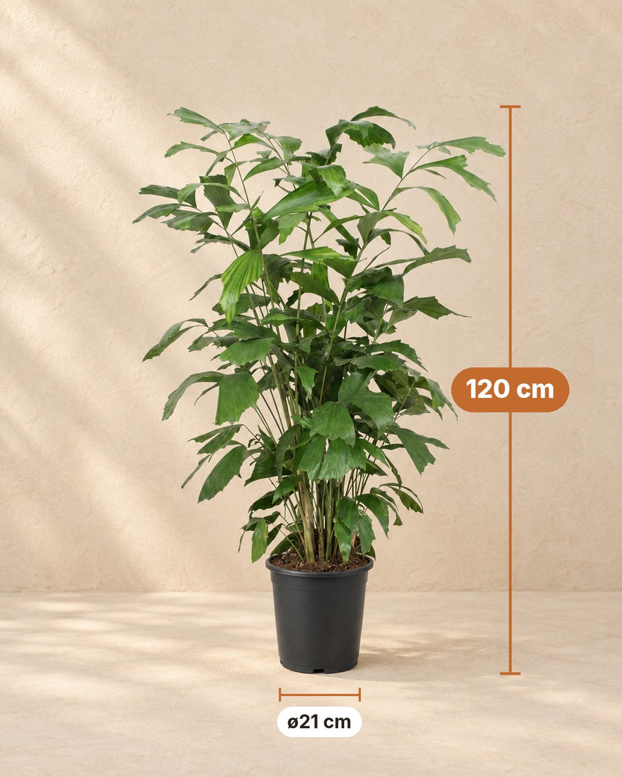 Fischschwanzpalme (Caryota mitis) 120 cm hoch, Topf ø21 cm