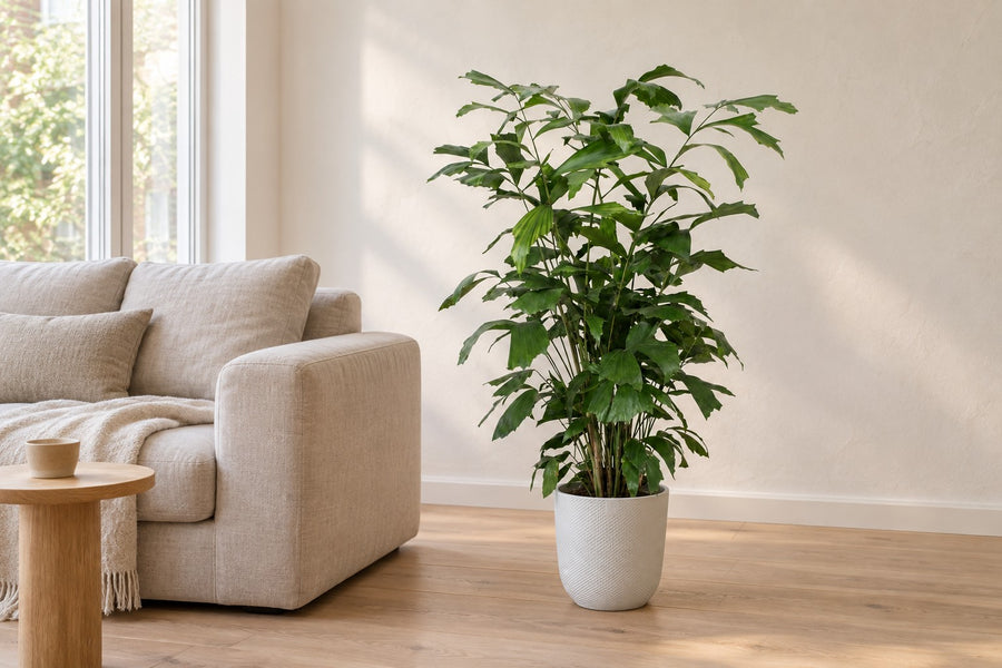 Fischschwanzpalme (Caryota mitis) 120 cm hoch, Topf ø21 cm