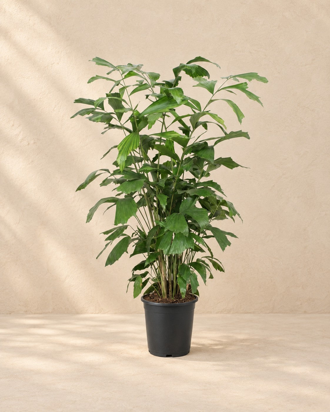 Vissestaartpalm (Caryota mitis) van 120 cm hoog in kweekpot van 21 cm