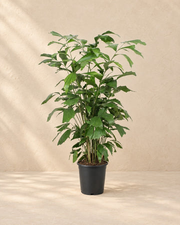 Caryota Mitis
