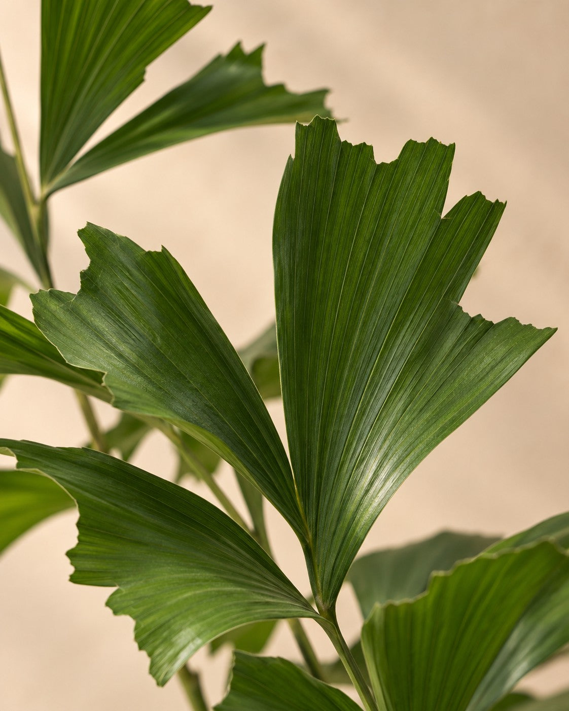 Close-up van het blad van de Vissestaartpalm (Caryota mitis)