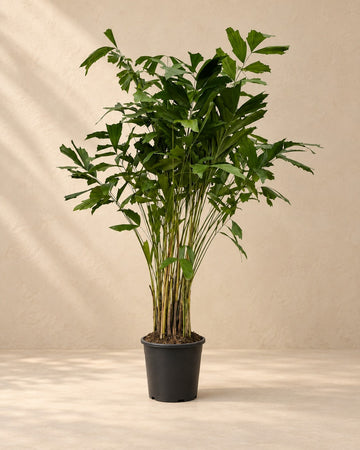 Caryota mitis