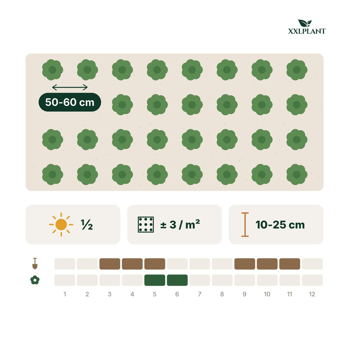 Planting card Wall cotoneaster