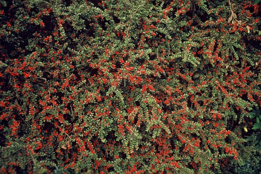 Wall cotoneaster in the garden
