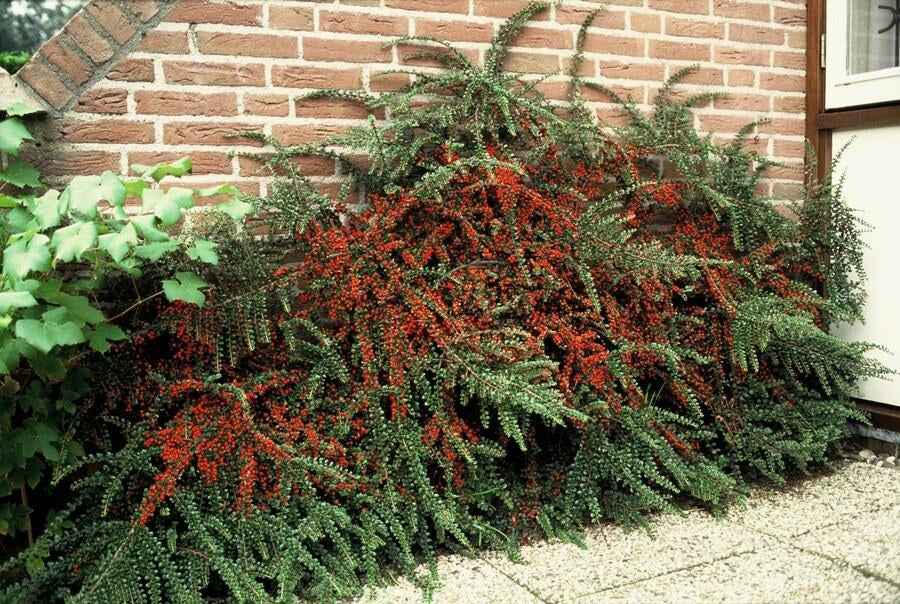 Wall cotoneaster in the garden