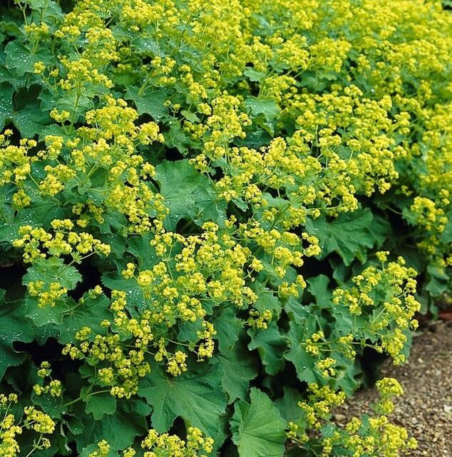 Vrouwenmantel in de tuin