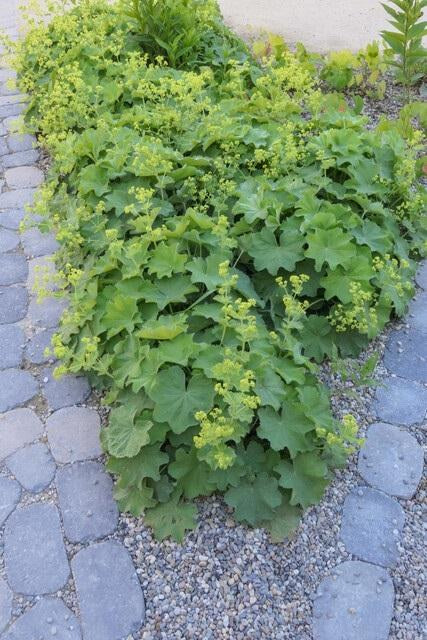 Frauenmantel im Garten