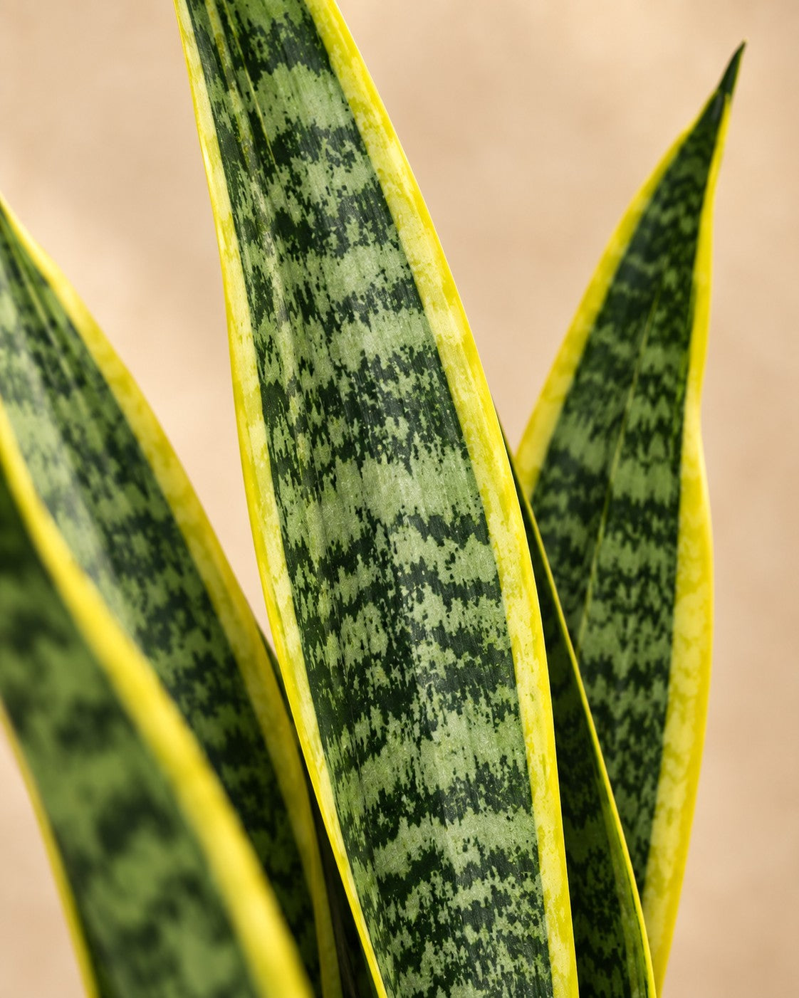 Närbild på bladen hos Svärmorstunga (Sansevieria trifasciata 'Laurentii')
