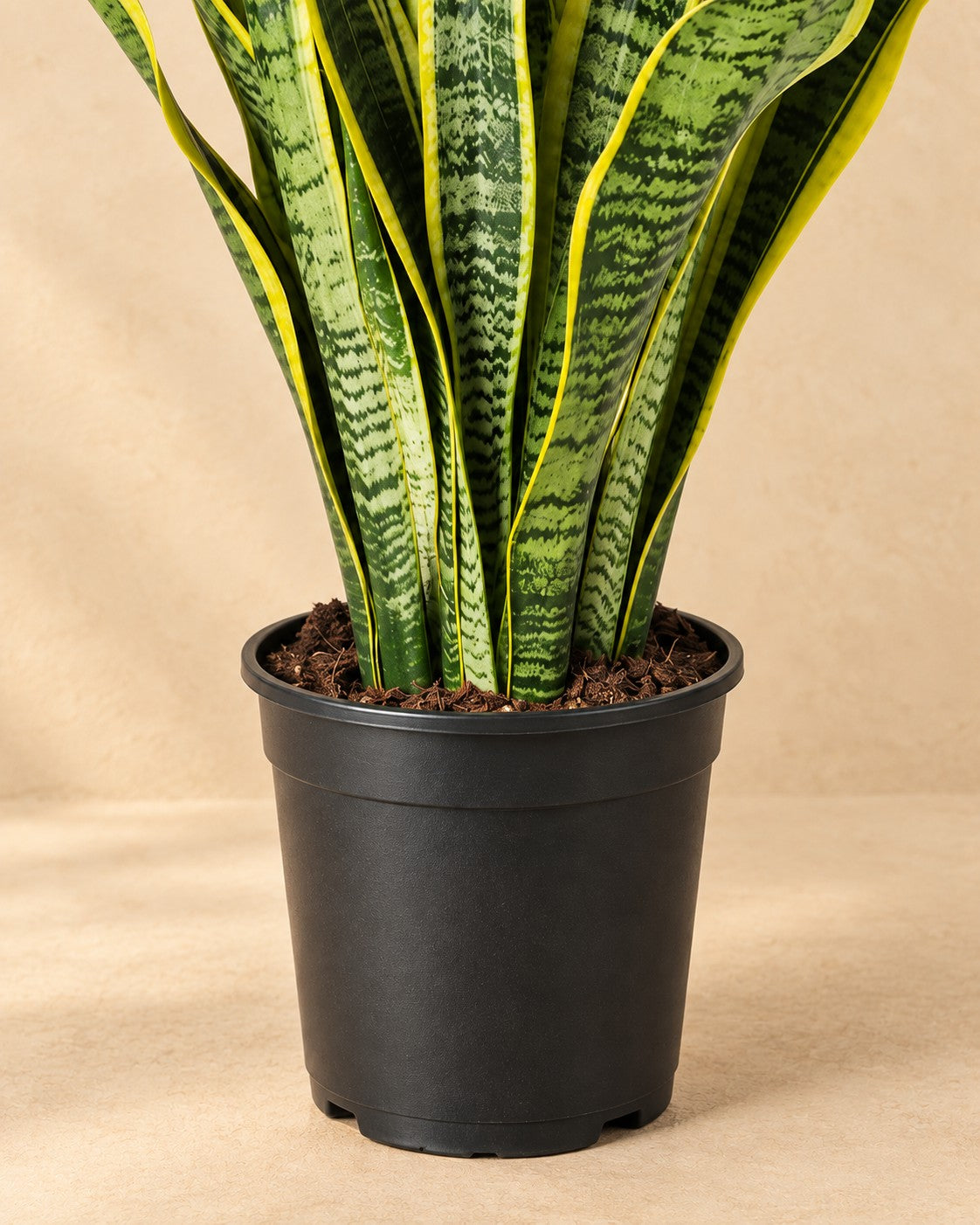 Nedre delen av Svärmorstunga (Sansevieria trifasciata 'Laurentii') med odlingskrukan