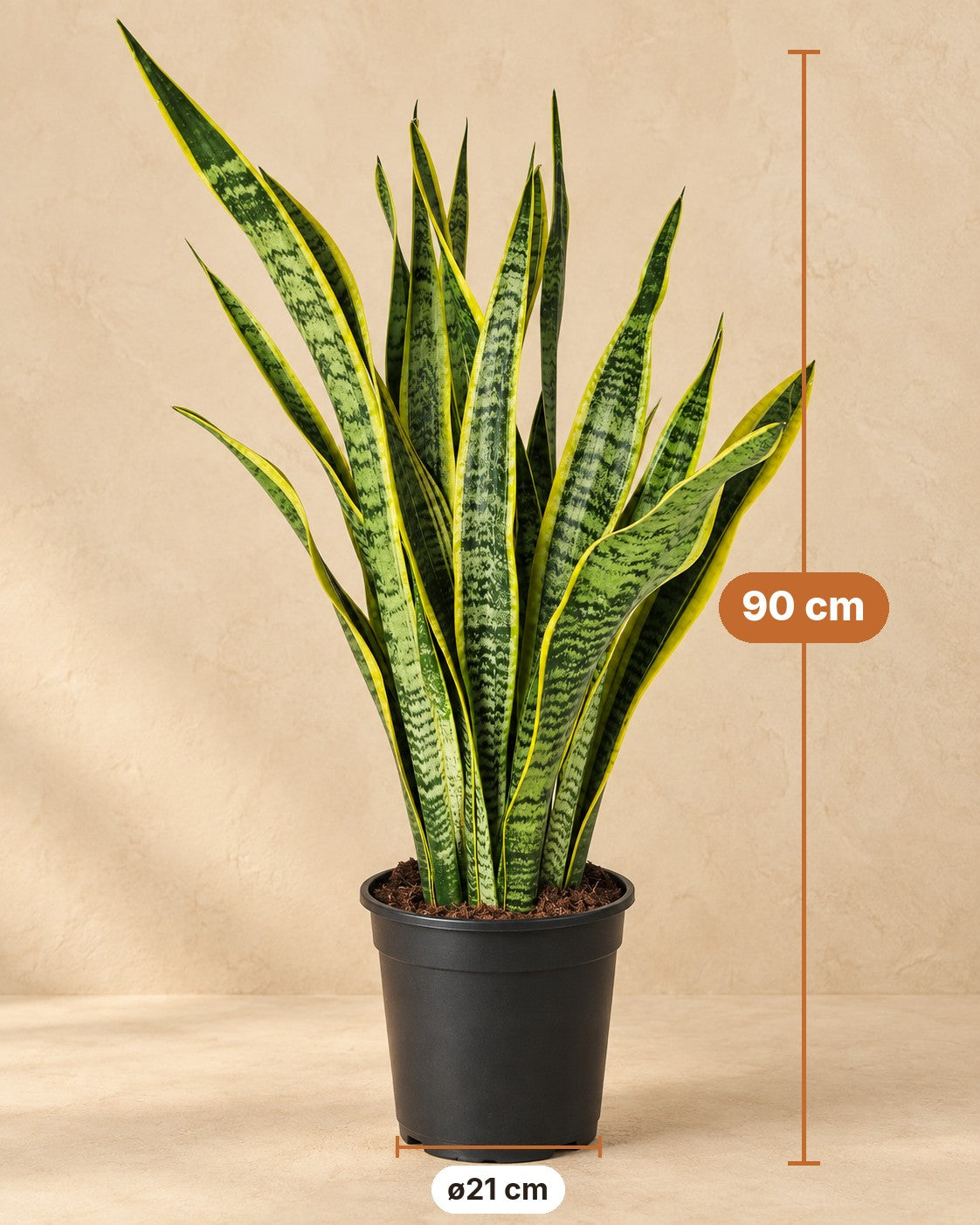 Mått Svärmorstunga: 90 cm hög, kruka ø21 cm