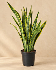 Svärmorstunga (Sansevieria trifasciata 'Laurentii'), 90 cm hög i en 21 cm odlingskruka