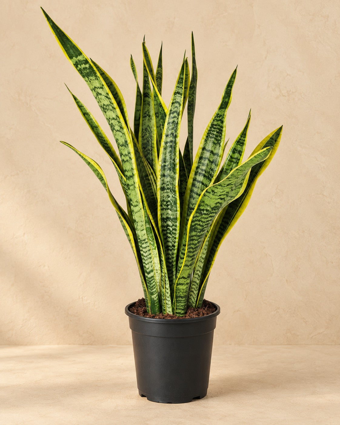 Svärmorstunga (Sansevieria trifasciata 'Laurentii'), 90 cm hög i en 21 cm odlingskruka