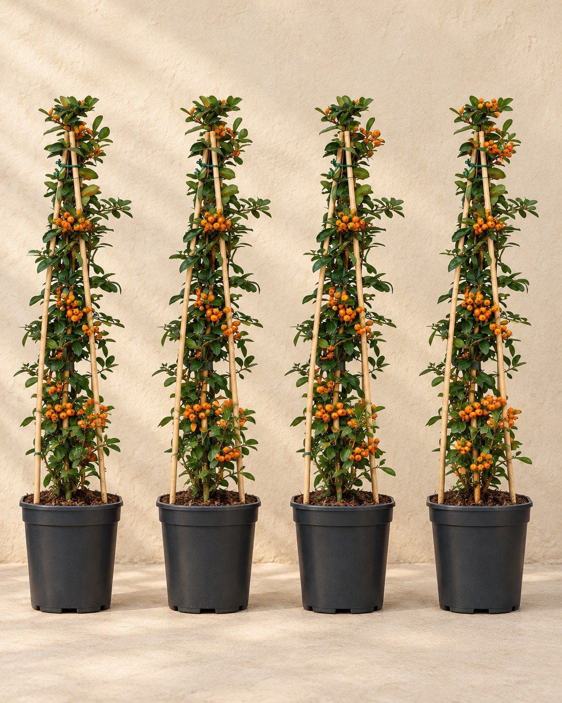 Buisson ardent 'Orange Glow' , 4 plantes de 65 cm
