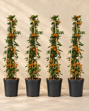 Buisson ardent 'Orange Glow' , 4 plantes de 65 cm