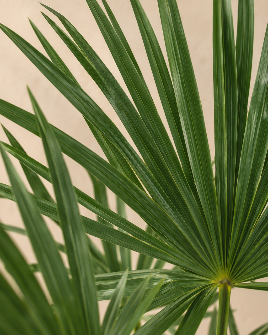 Close-up van het blad van de Waaierpalm (Trachycarpus fortunei)