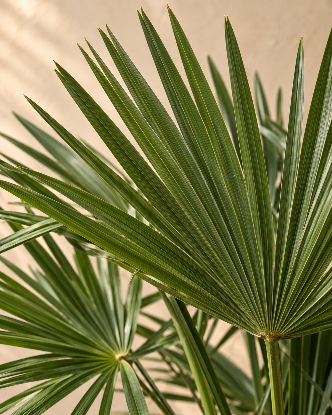 Närbild på bladen hos Hampapalm (Trachycarpus fortunei)