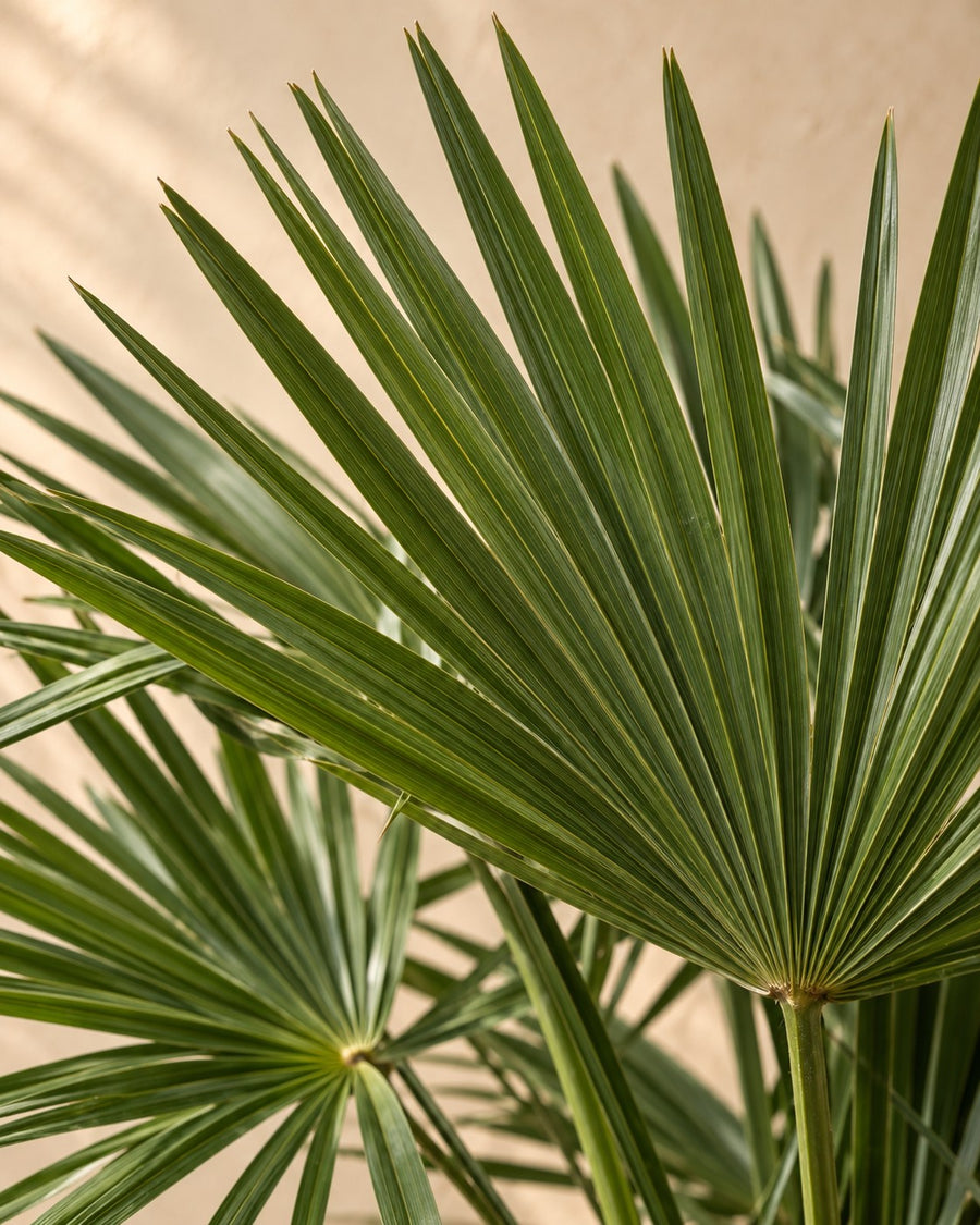 Waaierpalm (Trachycarpus fortunei) 240 cm hoog, pot ø45 cm