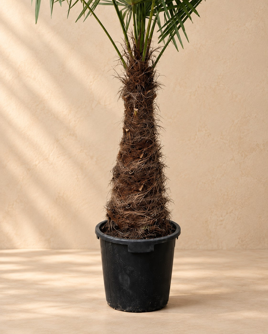 Nedre delen av Hampapalm (Trachycarpus fortunei) med odlingskrukan