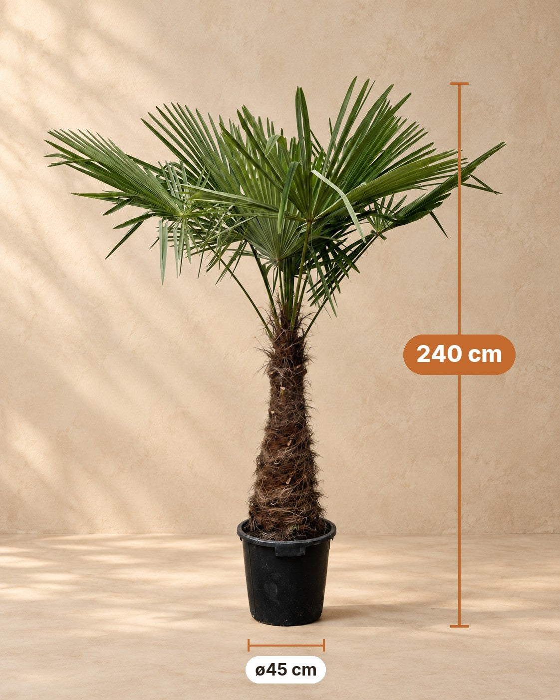 Mått Hampapalm: 240 cm hög, kruka ø45 cm