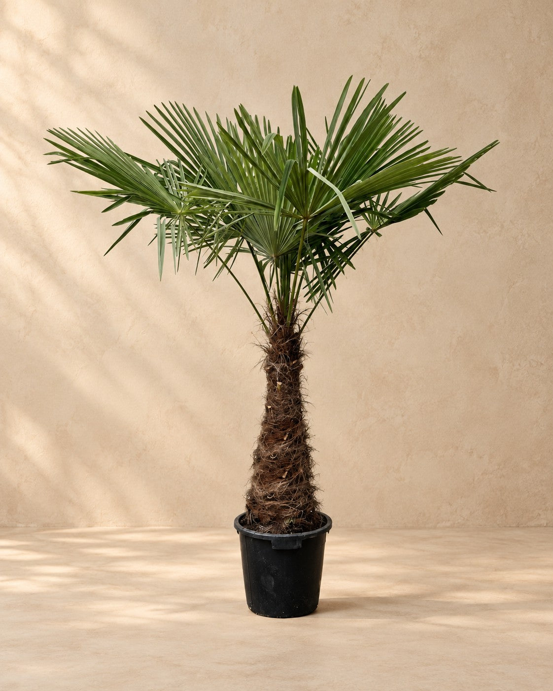 Hampapalm (Trachycarpus fortunei), 240 cm hög i en 45 cm odlingskruka