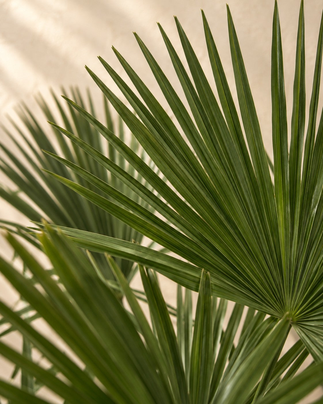 Primer plano de las hojas de Palmera de abanico (Trachycarpus fortunei)