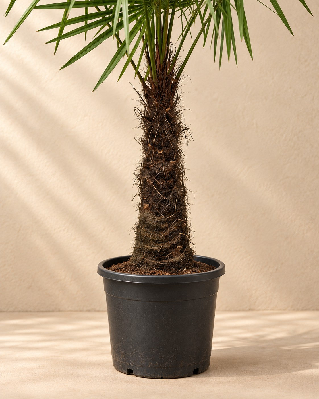 Onderste deel van de Waaierpalm (Trachycarpus fortunei) met de kweekpot