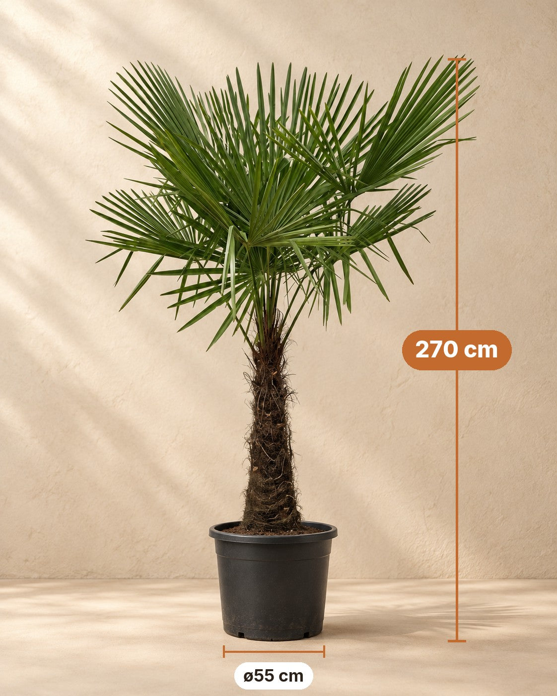 Afmetingen Waaierpalm: 270 cm hoog, pot ø55 cm