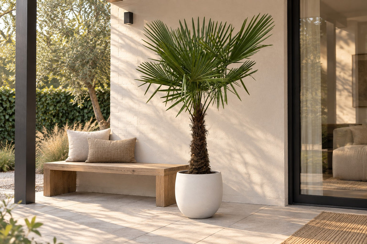 Waaierpalm van 270 cm in sierpot Stijn wit op een terras