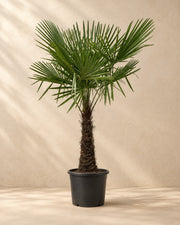 Waaierpalm (Trachycarpus fortunei) van 270 cm hoog in kweekpot van 55 cm